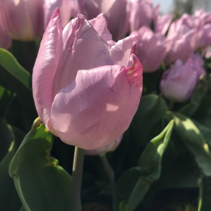 Candy Prince Tulip Bulbs