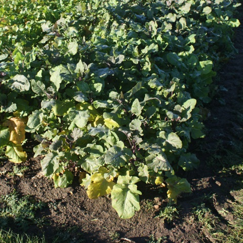 Carbon Kale and Mustard Hybrid Seed