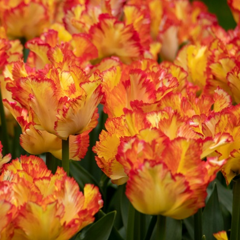 Caribbean Parrot Tulip Bulbs