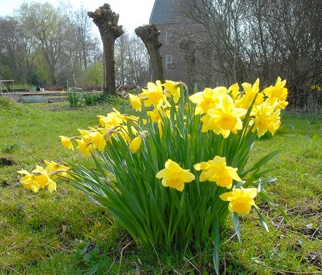 Carlton Daffodil Bulbs