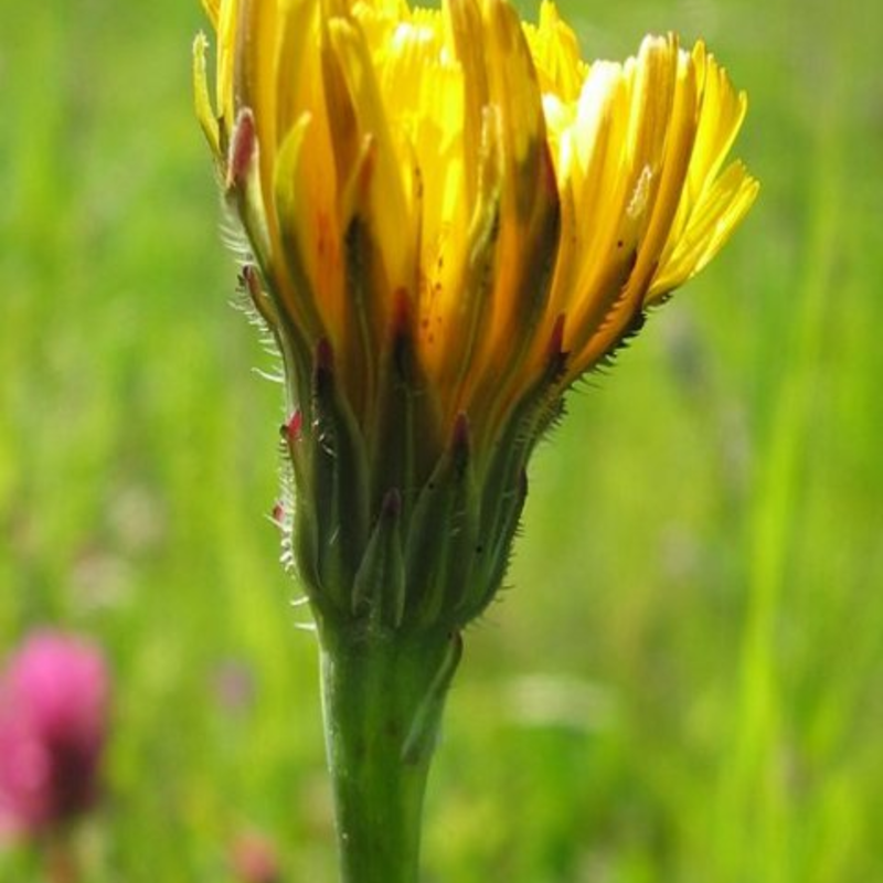 Cat's-ear, Common (Hypochaeris radicata) Seeds