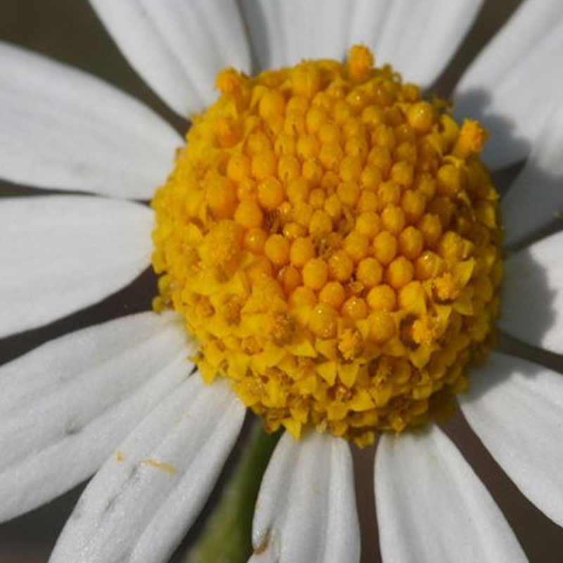 Chamomile, Corn (Anthemis arvensis) Seeds