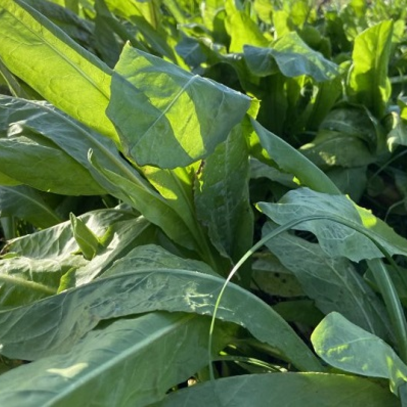 Chicory Seed (Agricultural)