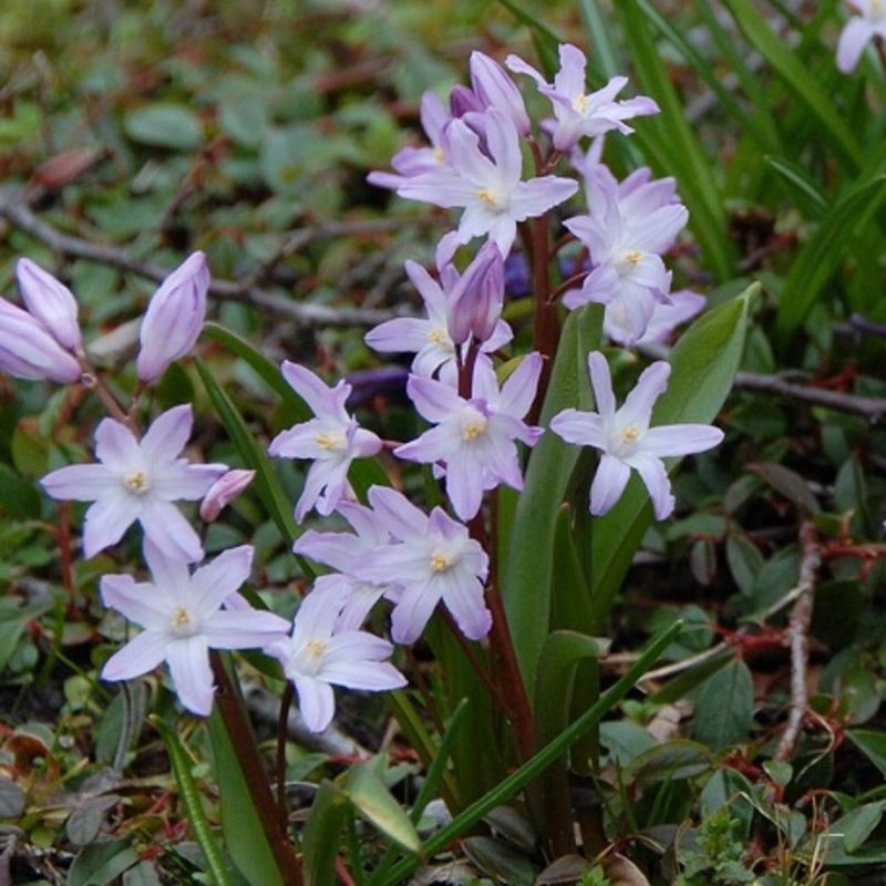 Chionodoxa Forbesii Rosea Bulbs