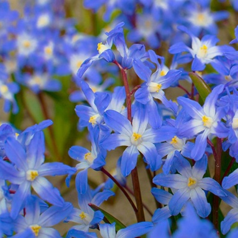 Chionodoxa Forbesii Bulbs