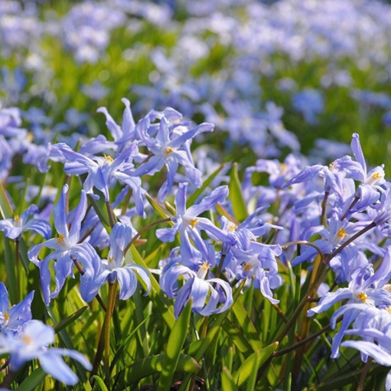 Chionodoxa Luciliae Bulbs