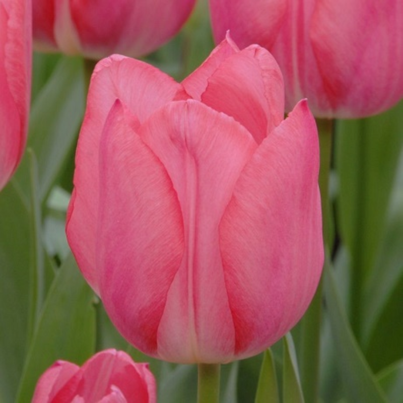 Christmas Dream Tulip Bulbs