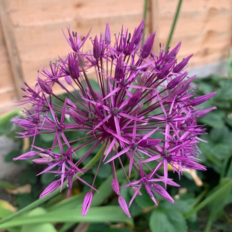 Christophii Allium Bulbs