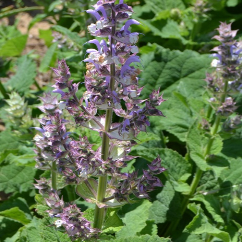 Sage, Clary (Salvia sclarea) Plant