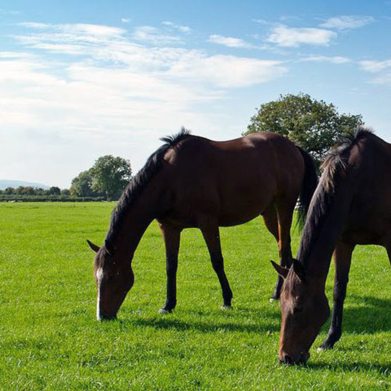 horse eating grass