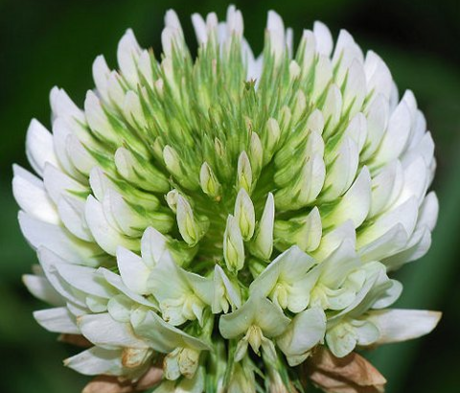 Clover, Wild White (Trifolium repens) Seeds