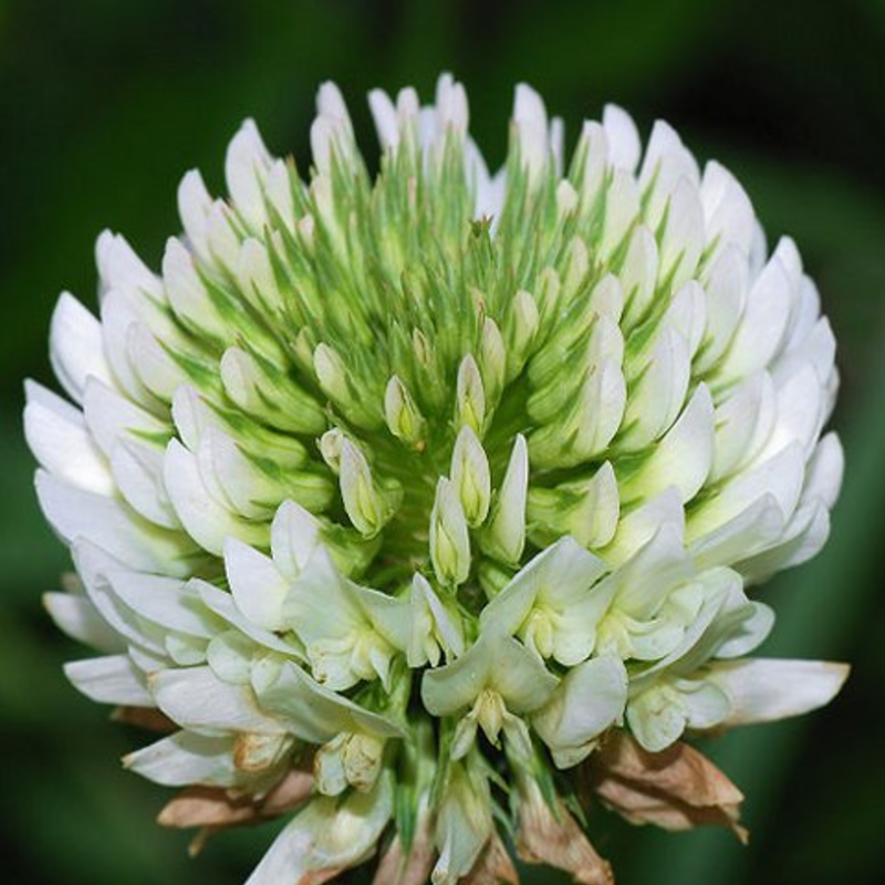 Clover, Wild White (Trifolium repens) Seeds