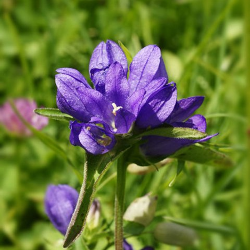 Bellflower, Clustered (Campanula glomerata) Plant