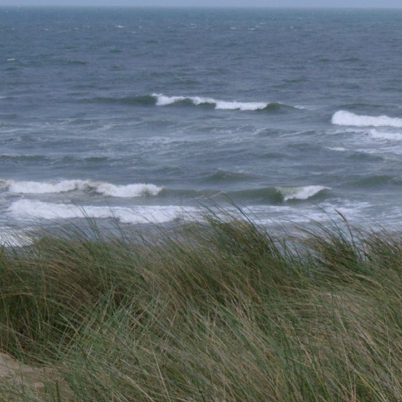 BS Coastal Sites - Salt Tolerant Grass Seed