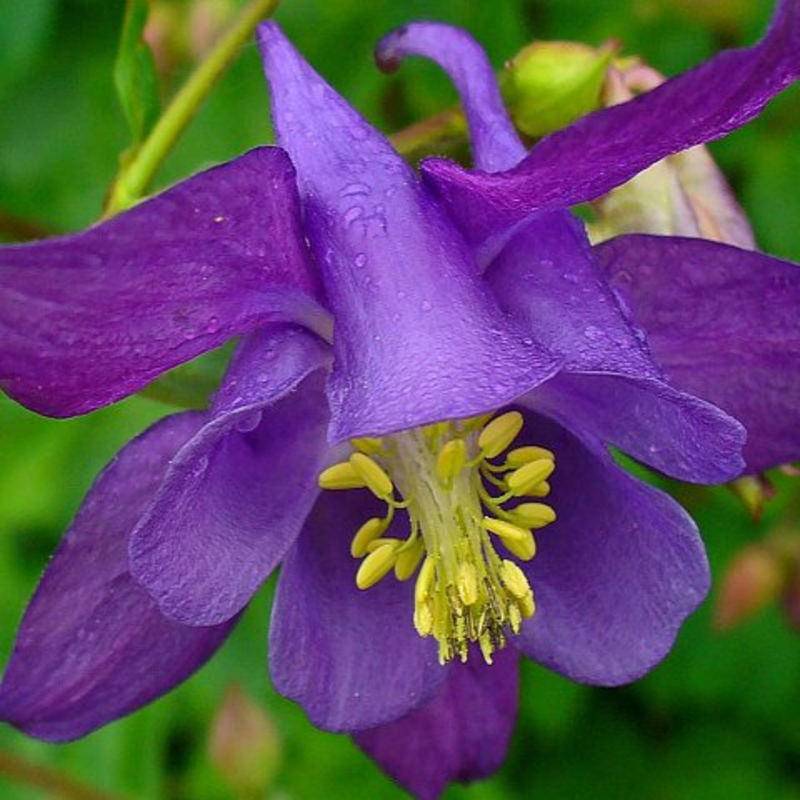 Columbine (Aquilegia vulgaris) Plant