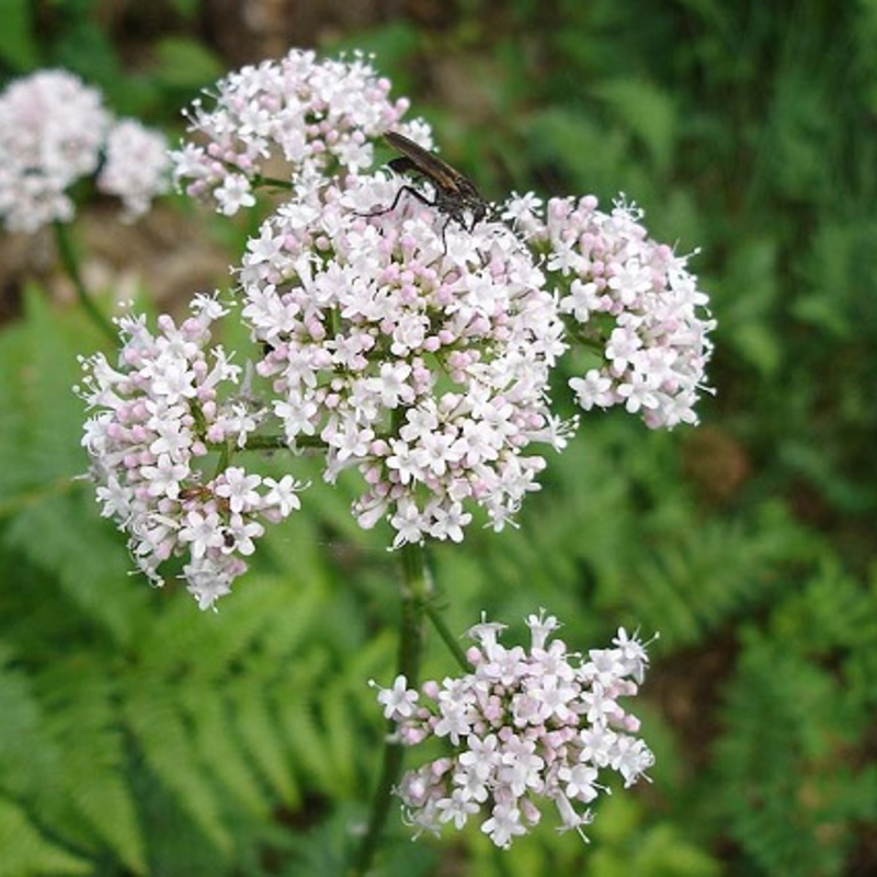 Common Valerian