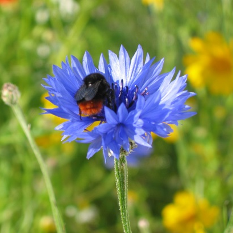 Cornflower (Centaurea cyanus) Plant