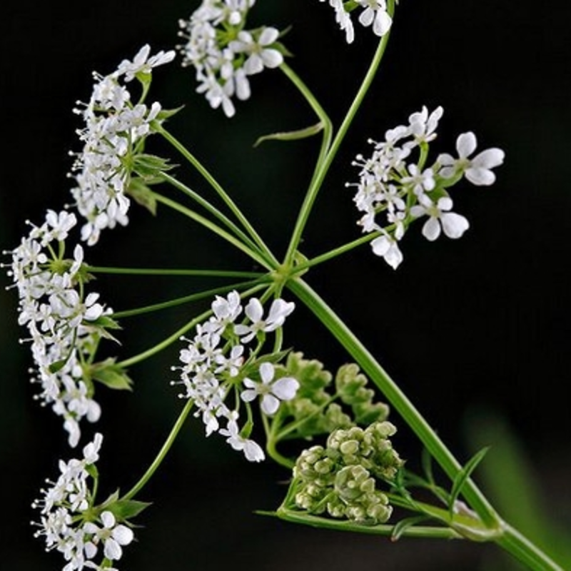 Cow Parsley