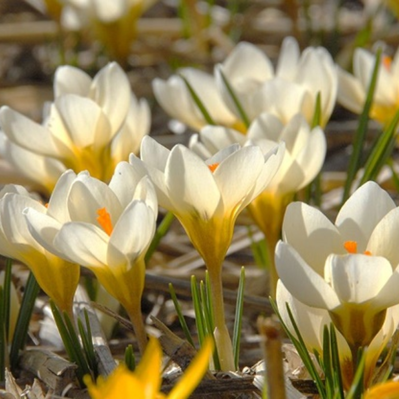 Cream Beauty Specie Crocus Bulbs