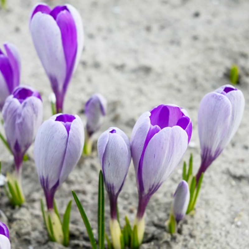 Whale Shark Crocus Bulbs