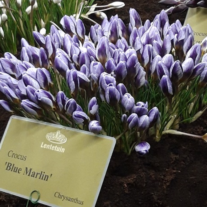 Blue Marlin Crocus Bulbs