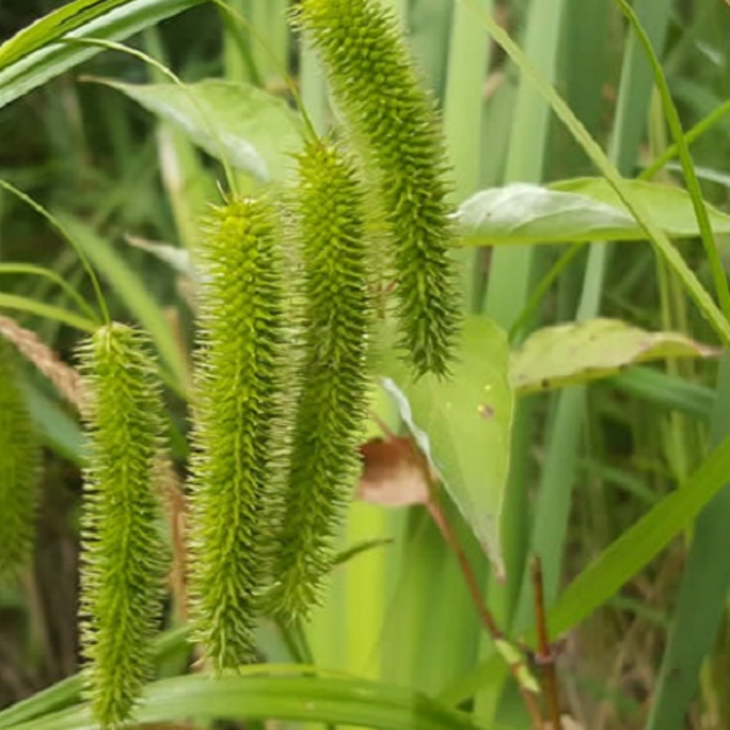 Sedge, Cyperus (Carex pseudocyperus) Plant