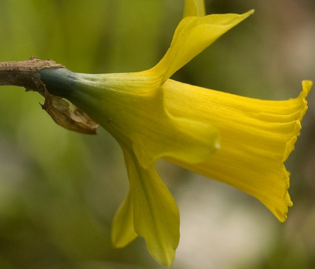BS Tenby Daffodil Bulbs 'In The Green' (Narcissus obvallaris)