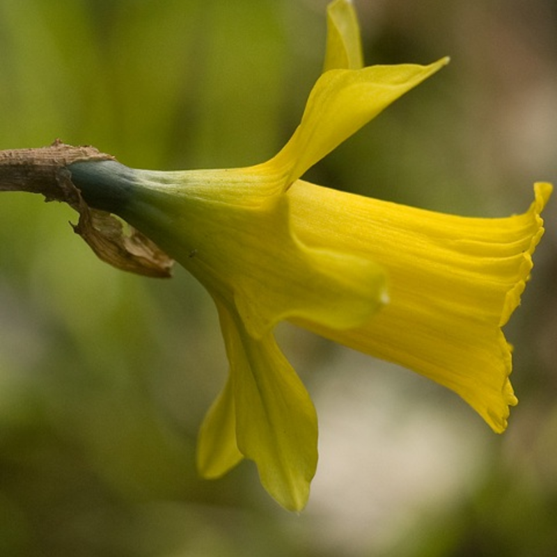 BS Tenby Daffodil Bulbs 'In The Green' (Narcissus obvallaris)