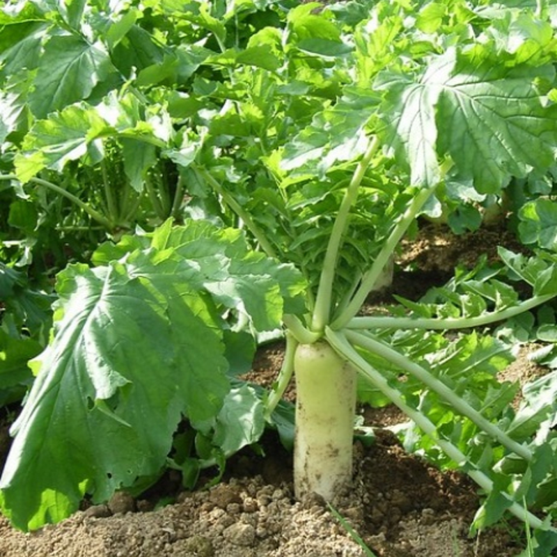 DAIKON Tillage Radish Seed (Raphanus sativus)