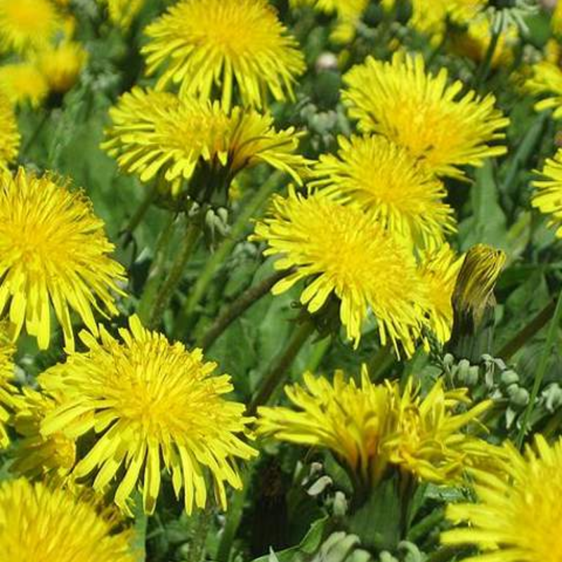 Dandelion (Taraxacum officinale) Seeds