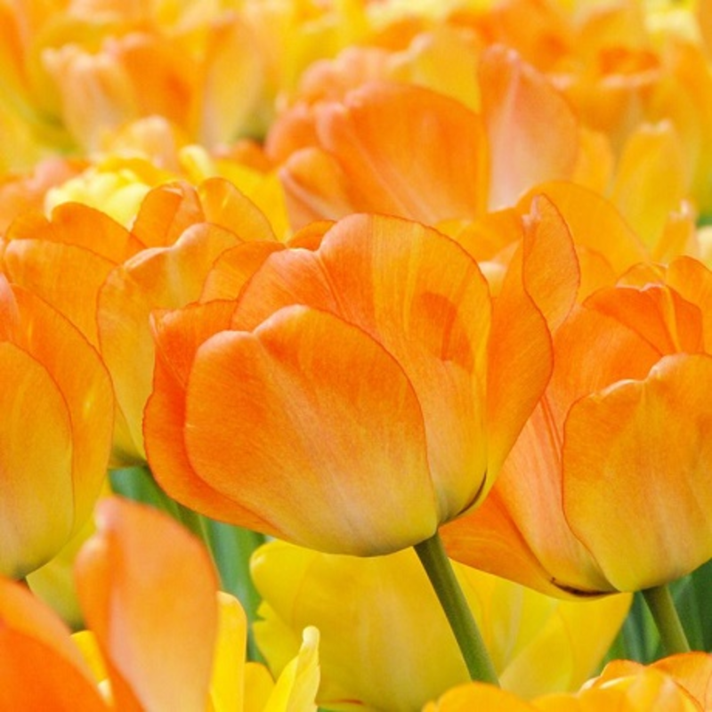 Daydream Tulip Bulbs