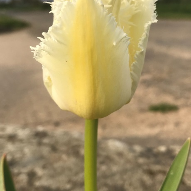 Daytona Tulip Bulbs
