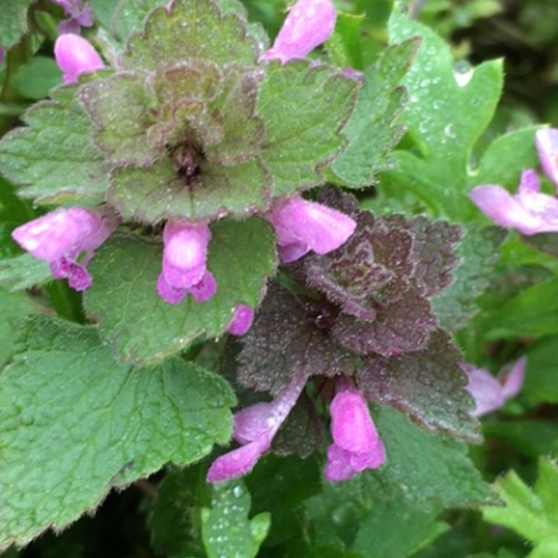 Deadnettle, Red (Lamium purpureum) Seeds