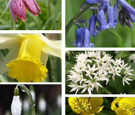 BS Deluxe Wildflower Bulb Collection