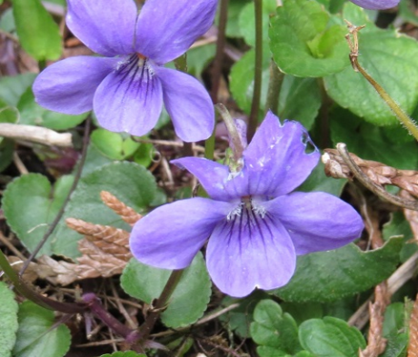 Violet, Dog (Viola riviniana) Plants