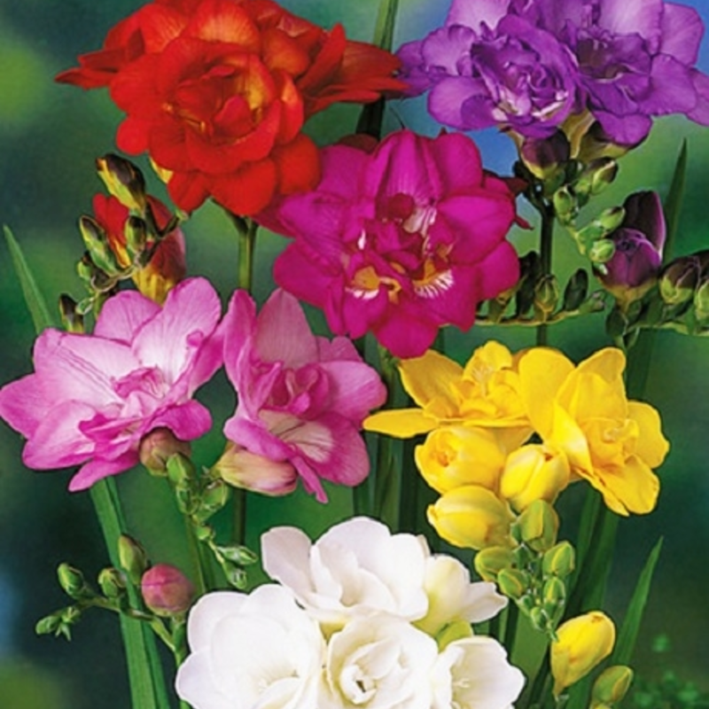 Double Mixed Freesia Bulbs