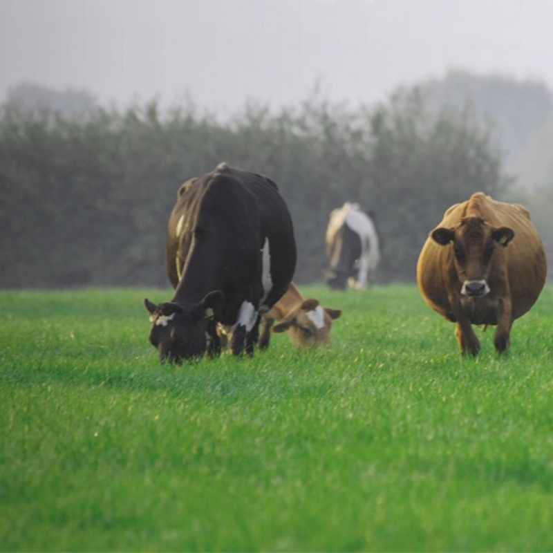 BS Aber High Sugar Grass - Dual Purpose (With Clover) - Long Term Ley 4-5 Years