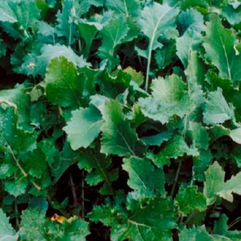 Emerald Forage Rape