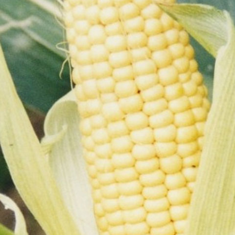 Sulano, Energy Maize