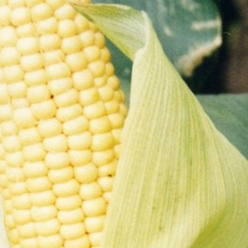 Tekni CS, Energy Maize