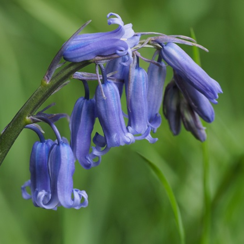 BS Bluebell Bulbs - Woodland (Scilla non-scripta)