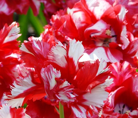 Estella Rijnveld Tulip Bulbs