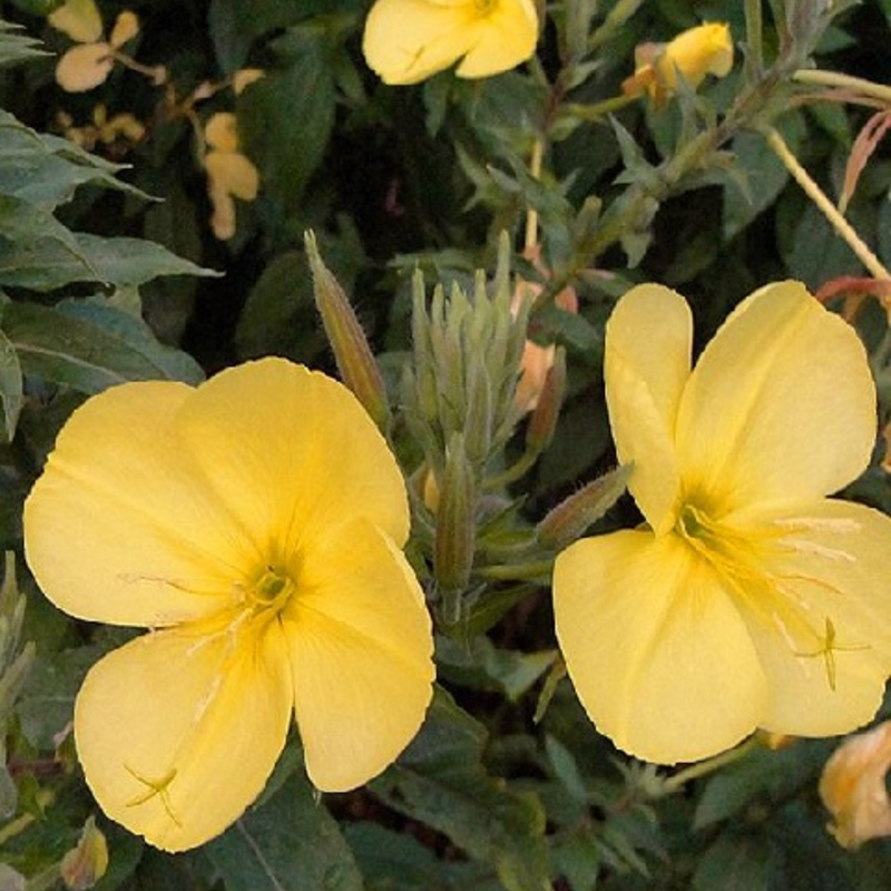 Evening-Primrose (Oenothera biennis) Plant