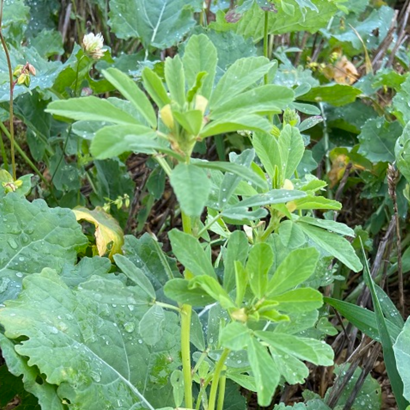 Fenugreek