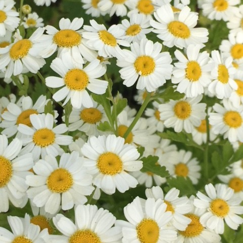 Feverfew (Tanacetum parthenium) Plant