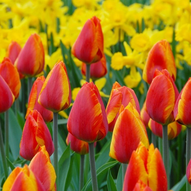 Flair Tulip Bulbs