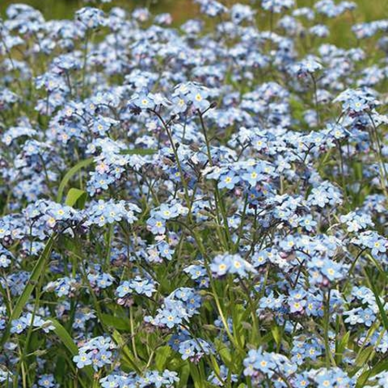 Forget-me-not, Field (Myosotis arvensis) Seeds