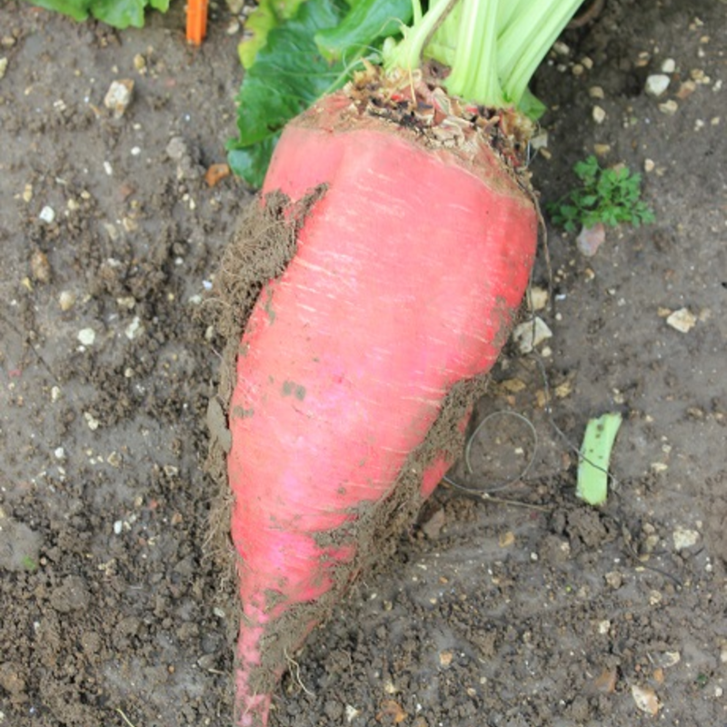 Fosyma Fodder Beet