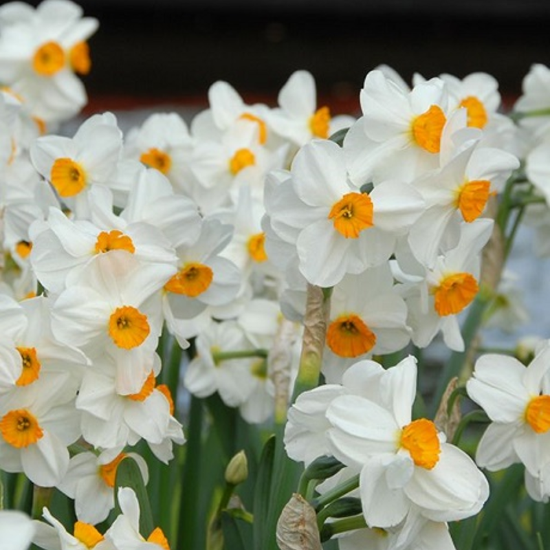 Geranium Narcissi Bulbs