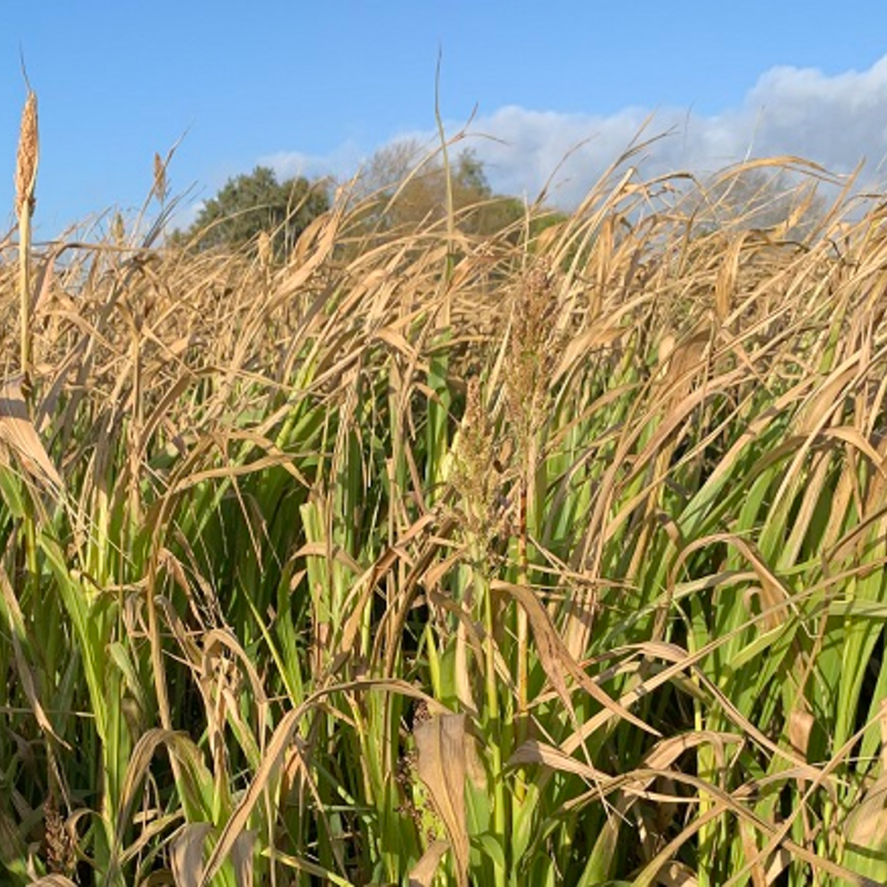 Giant Sorghum Seed